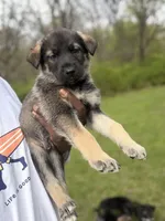 GiGi, a female German Shepherd Dog for sale in Redford Township, MI – 2 of 3