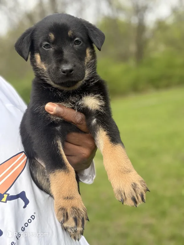 Diesel – German Shepherd Dog puppy for sale in Redford Township, MI