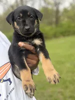 GiGi, a female German Shepherd Dog for sale in Redford Township, MI – 1 of 3