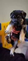 Diesel, a male German Shepherd Dog for sale in Redford Township, MI – Photo 1 of 2