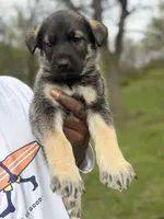 GiGi, a female German Shepherd Dog for sale in Redford Township, MI – 3 of 3