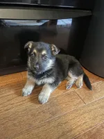 Diesel, a male German Shepherd Dog for sale in Redford Township, MI – Photo 2 of 2