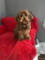 Cosmo, a male Yorkipoo for sale in Redford Township, MI – 5 of 8