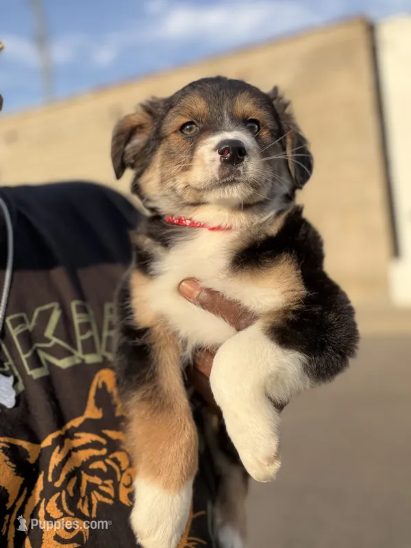 Maple – Australian Shepherd puppy for sale in Redford Township, MI