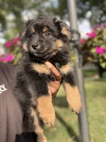 Koko, a female Australian Shepherd for sale in Redford Township, MI – 2 of 4