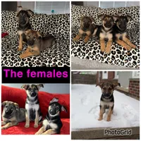 Dallas, a male German Shepherd Dog for sale in Redford Township, MI – Photo 2 of 5