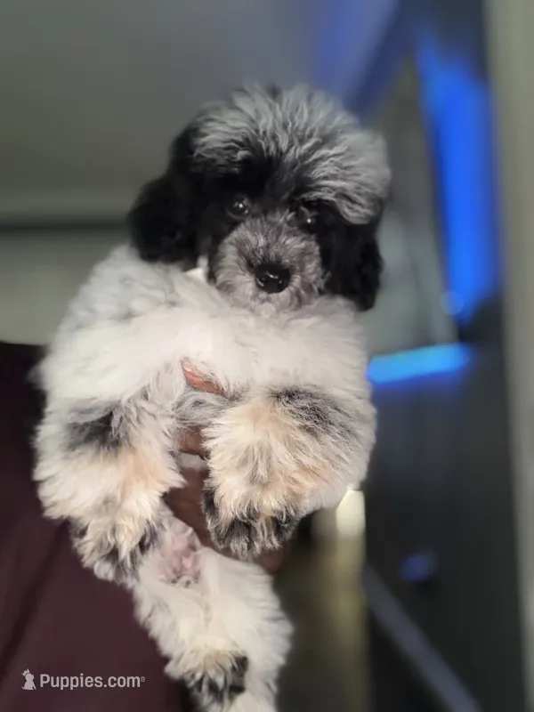 Herni – Poodle - Toy  puppy for sale in Redford Township, MI