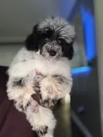 Herni, a male Poodle - Toy  for sale in Redford Township, MI – 1 of 5