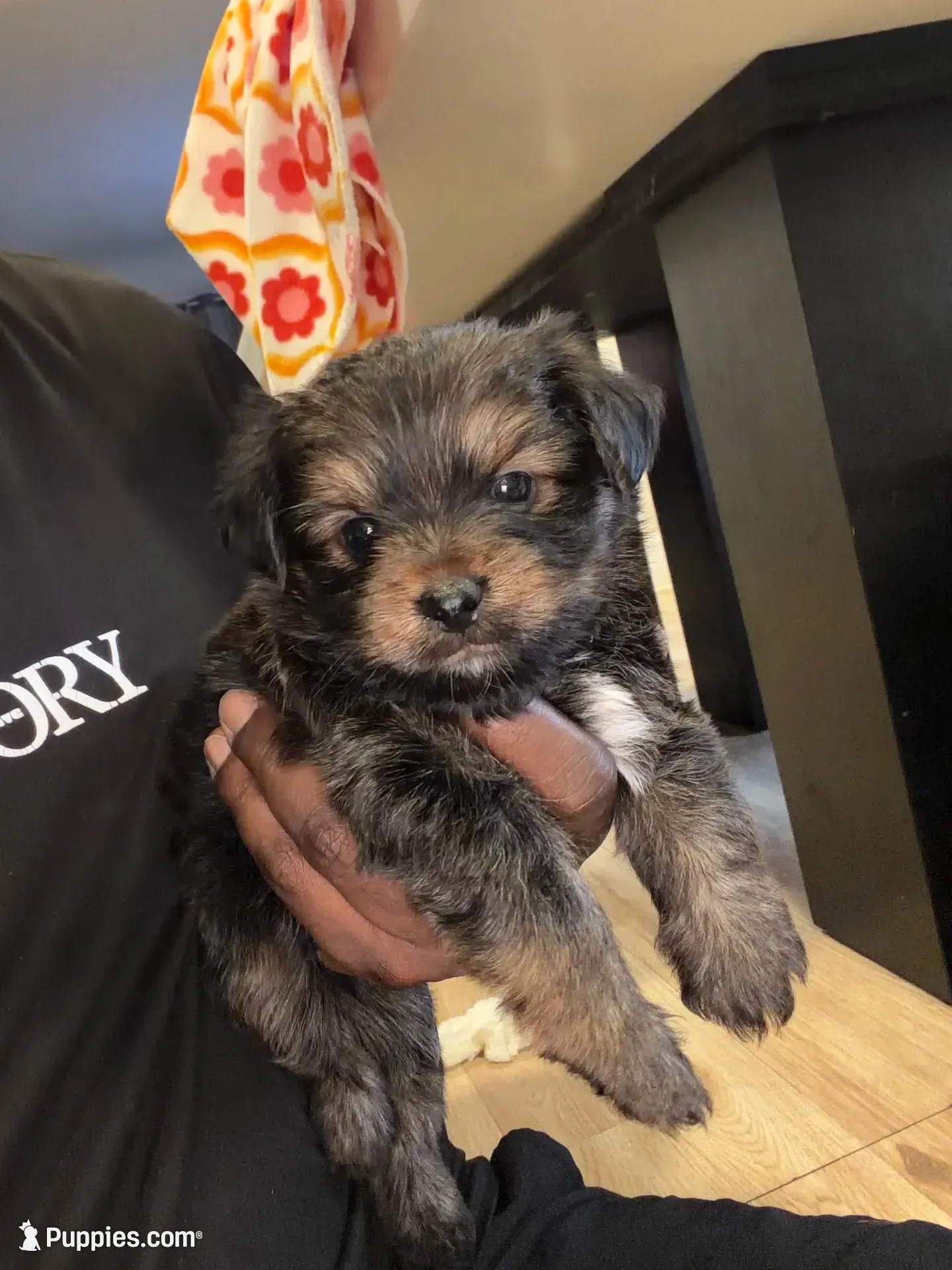 Mike and Ike, a male Shih Tzu and Yorkshire Terrier for sale in Redford Township, MI – 3 of 5