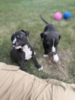 Diesel, a male American Pit Bull Terrier for sale in Redford Township, MI – 2 of 3
