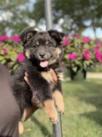 Koko, a female Australian Shepherd for sale in Redford Township, MI – 1 of 4
