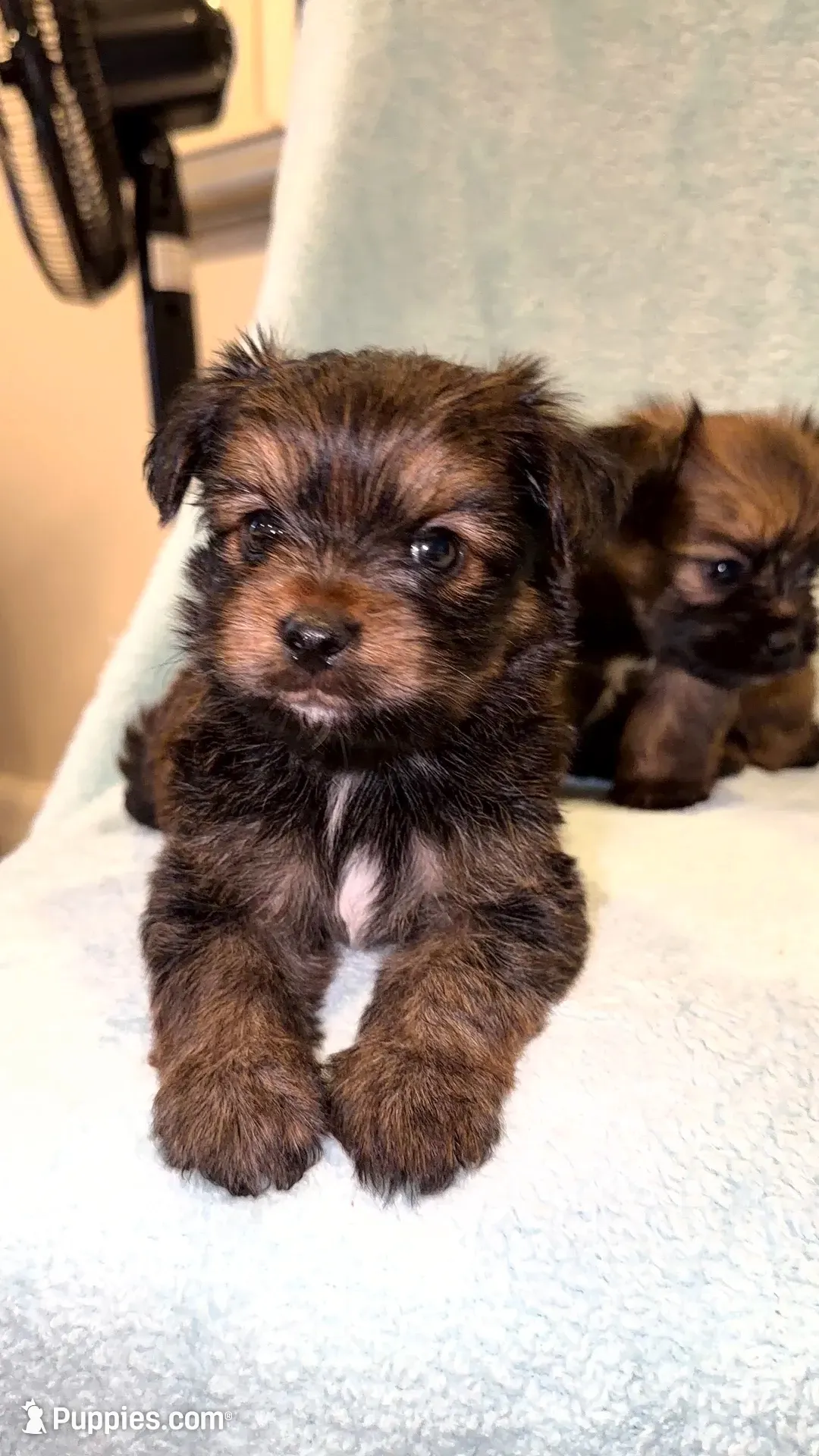 Mike and Ike, a male Shih Tzu and Yorkshire Terrier for sale in Redford Township, MI – 4 of 5