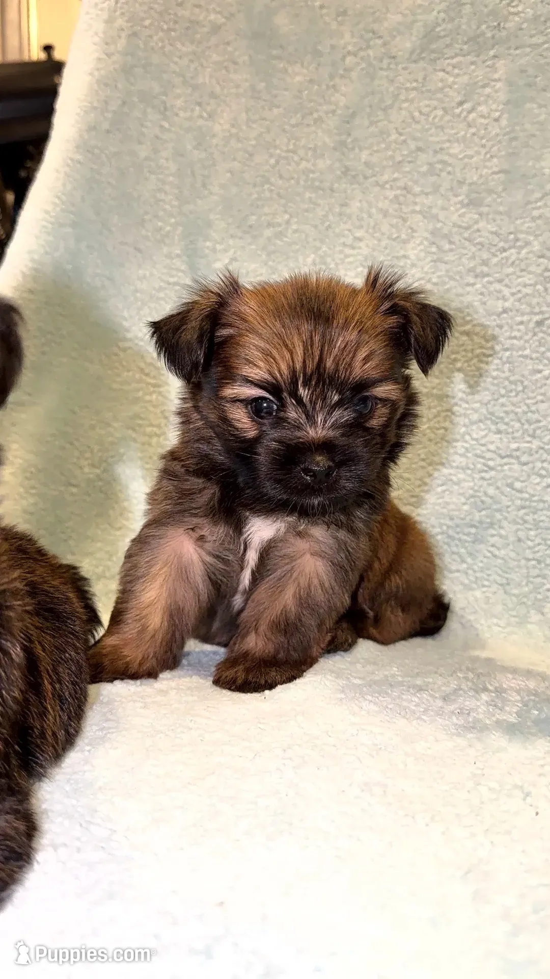 Mike and Ike, a male Shih Tzu and Yorkshire Terrier for sale in Redford Township, MI – 5 of 5