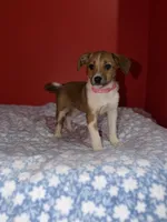 Rome, a male Australian Shepherd for sale in Redford Township, MI – 2 of 3