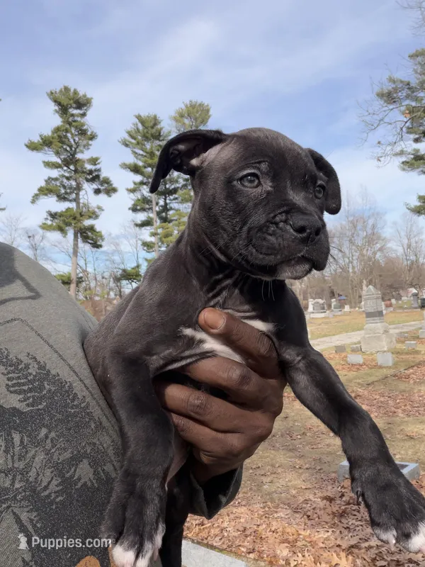 Bruno – American Pit Bull Terrier puppy for sale in Redford Township, MI