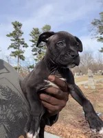 Bruno, a male American Pit Bull Terrier for sale in Redford Township, MI – Photo 1 of 2