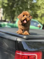Cosmo, a male Yorkipoo for sale in Redford Township, MI – 7 of 8
