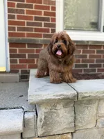 Cosmo, a male Yorkipoo for sale in Redford Township, MI – 8 of 8