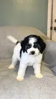 Teddy, a male Bernedoodle for sale in Detroit, MI – 4 of 5