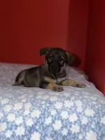 Venus, a female German Shepherd Dog for sale in Redford Township, MI – 2 of 4