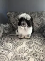 Herni, a male Poodle - Toy  for sale in Redford Township, MI – 4 of 5