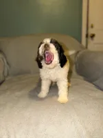 Teddy, a male Bernedoodle for sale in Detroit, MI – 3 of 5