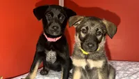Gigi, a female German Shepherd Dog for sale in Redford Township, MI – 5 of 5