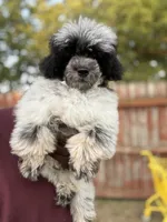 Herni, a male Poodle - Toy  for sale in Redford Township, MI – 3 of 5