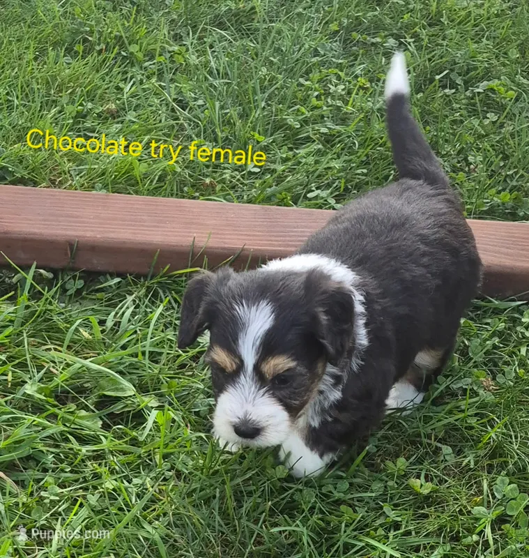 Daisy  – Bernedoodle puppy for sale in Detroit, MI