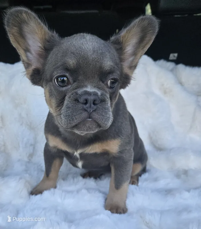 Duchess  – French Bulldog puppy for sale in Akron, OH