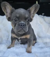 Duchess , a female French Bulldog for sale in Akron, OH – 1 of 4