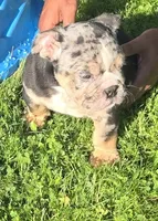 Max, a male English Bulldog for sale in Akron, OH – 2 of 6