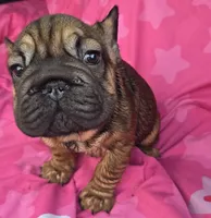 Lucky, a male French Bulldog for sale in Akron, OH – 4 of 4