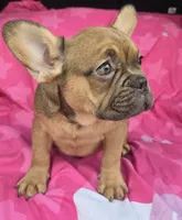 Lil john, a male French Bulldog for sale in Akron, OH – 2 of 4