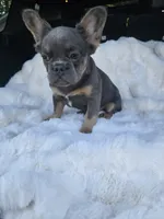 Duchess , a female French Bulldog for sale in Akron, OH – 4 of 4