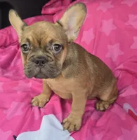 Lil john, a male French Bulldog for sale in Akron, OH – 4 of 4