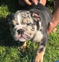 Max, a male English Bulldog for sale in Akron, OH – 1 of 6