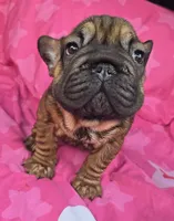 Lucky, a male French Bulldog for sale in Akron, OH – 3 of 4
