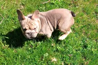 Tink, a female French Bulldog for sale in Akron, OH – Photo 2 of 4