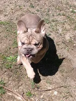 Tink, a female French Bulldog for sale in Akron, OH – Photo 4 of 4
