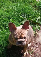 Tink, a female French Bulldog for sale in Akron, OH – Photo 3 of 4