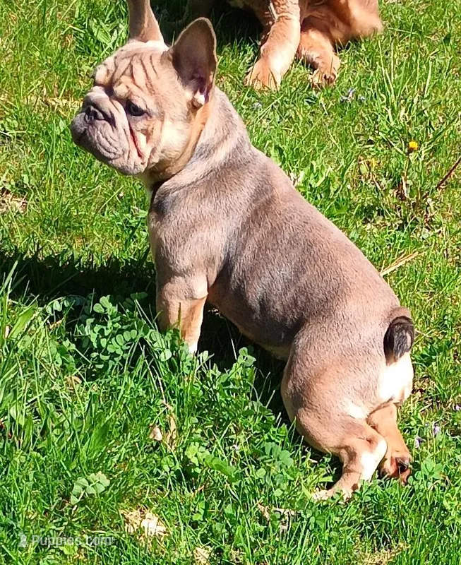Tink – French Bulldog puppy for sale in Akron, OH