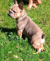 Tink, a female French Bulldog for sale in Akron, OH – Photo 1 of 4