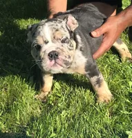 Max, a male English Bulldog for sale in Akron, OH – 4 of 6