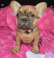 Lil john, a male French Bulldog for sale in Akron, OH – 1 of 4