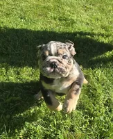 Max, a male English Bulldog for sale in Akron, OH – 6 of 6
