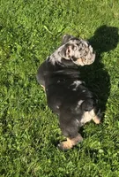 Max, a male English Bulldog for sale in Akron, OH – 3 of 6