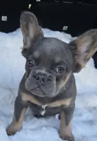 Duchess , a female French Bulldog for sale in Akron, OH – 3 of 4