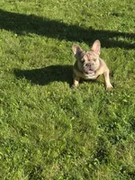 Tink, a female French Bulldog for sale in Akron, OH – 5 of 5
