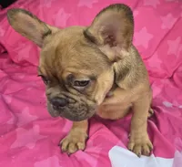 Lil john, a male French Bulldog for sale in Akron, OH – 3 of 4